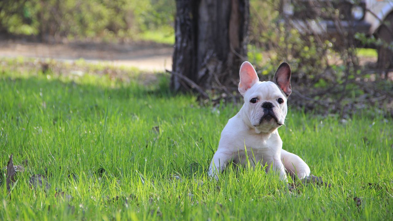 Обои french bulldog, французский бульдог, щенок, трава