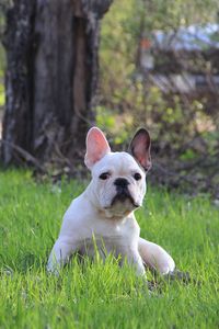 Превью обои french bulldog, французский бульдог, щенок, трава