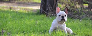 Превью обои french bulldog, французский бульдог, щенок, трава