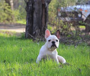 Превью обои french bulldog, французский бульдог, щенок, трава