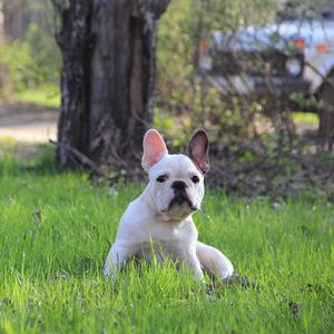 Превью обои french bulldog, французский бульдог, щенок, трава