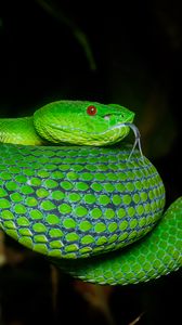 Превью обои гадюка, змея, рептилия, зеленый, высунутый язык