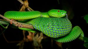 Превью обои гадюка, змея, рептилия, зеленый, высунутый язык