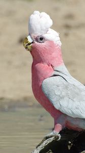 Превью обои galah, попугай, птица, красивый