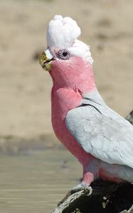 Превью обои galah, попугай, птица, красивый