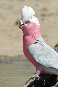 Превью обои galah, попугай, птица, красивый