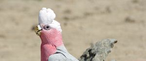 Превью обои galah, попугай, птица, красивый