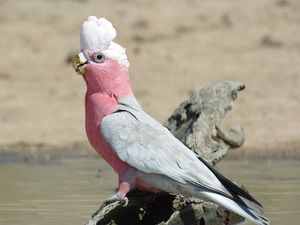 Превью обои galah, попугай, птица, красивый