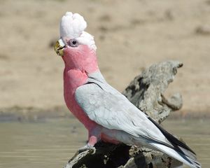 Превью обои galah, попугай, птица, красивый