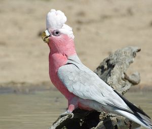 Превью обои galah, попугай, птица, красивый