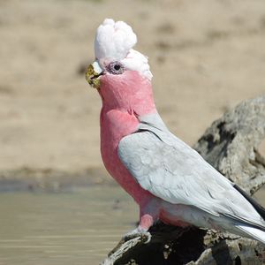 Превью обои galah, попугай, птица, красивый