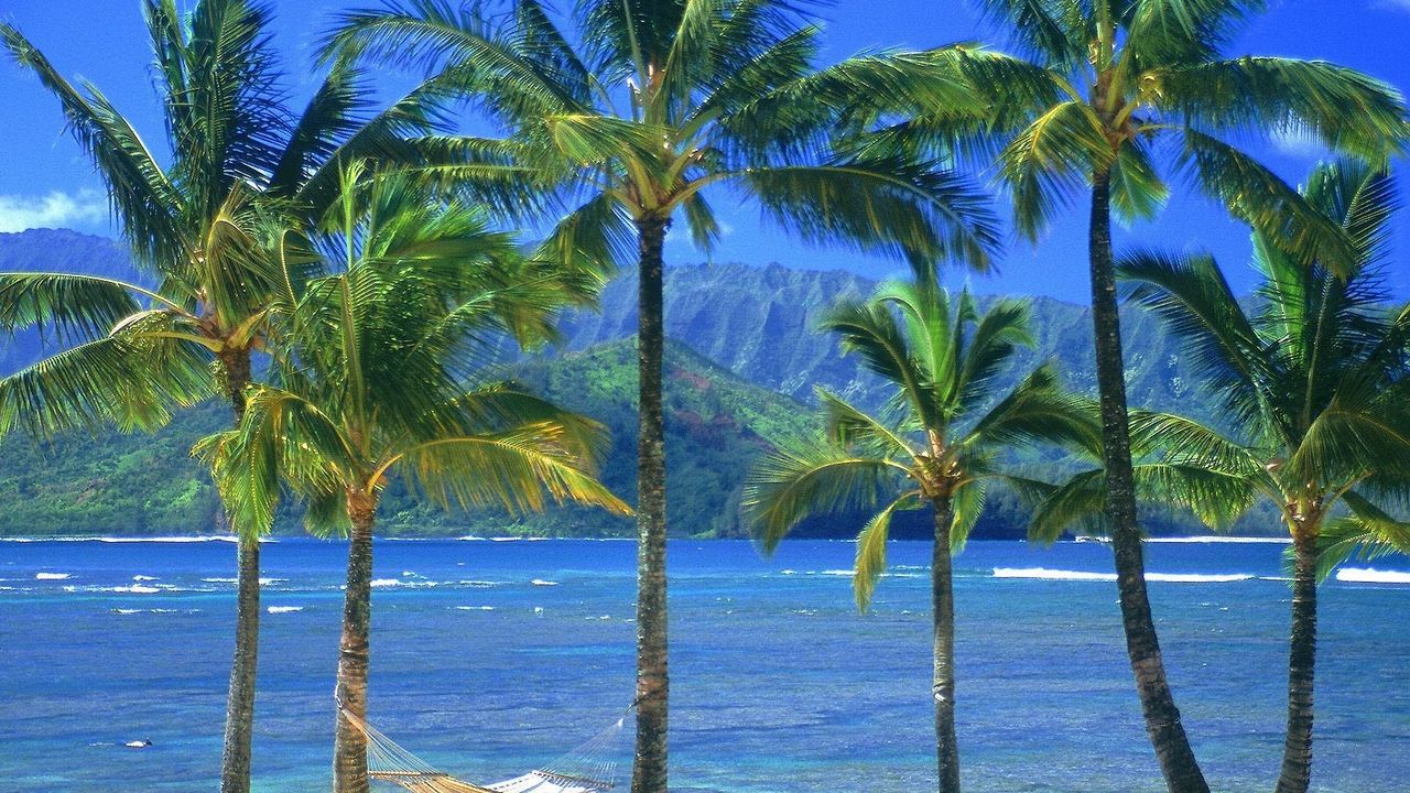 Обои гамак, пальмы, берег, пляж, море