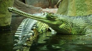 Превью обои гавиалы, рептилия, крокодил, плавать