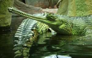 Превью обои гавиалы, рептилия, крокодил, плавать