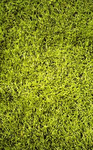 Превью обои газон, трава, зелень, текстура, зеленый