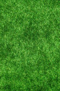 Превью обои газон, трава, зеленый, густой, поверхность