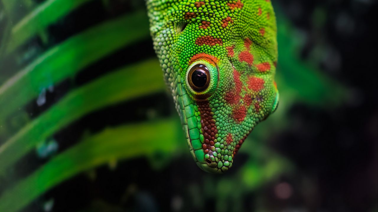Обои геккон, ящерица, рептилия, листья, зеленый