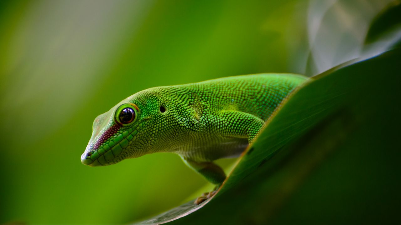 Обои геккон, ящерица, рептилия, зеленый