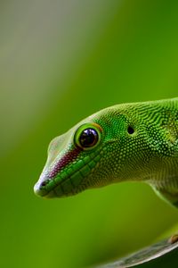 Превью обои геккон, ящерица, рептилия, зеленый