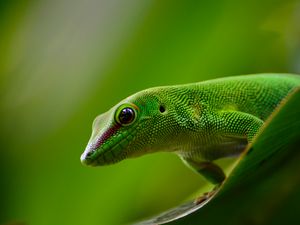 Превью обои геккон, ящерица, рептилия, зеленый