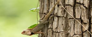 Превью обои геккон, ящерица, рептилия, кора, дерево