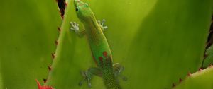 Превью обои геккон, ящерица, зеленый, рептилия
