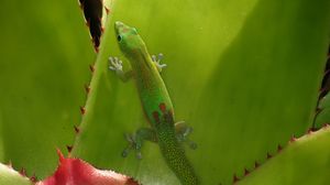 Превью обои геккон, ящерица, зеленый, рептилия