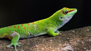 Превью обои геккон, зеленый, ящерица, рептилия, дикая природа