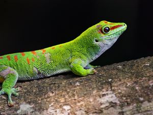 Превью обои геккон, зеленый, ящерица, рептилия, дикая природа