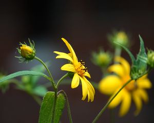 Превью обои гелиантус, лепестки, цветы, желтый, макро