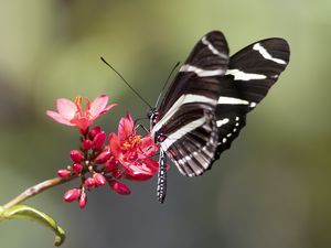 Превью обои геликонида, бабочка, цветы, макро