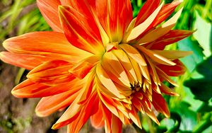 Превью обои георгин, цветок, лепестки, макро, оранжевый