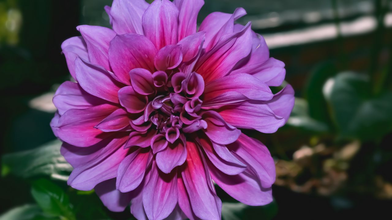 Обои георгина, цветок, фиолетовый, крупным планом