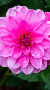 Превью обои георгина, цветок, лепестки, макро, розовый, капли, дождь