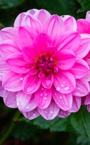 Превью обои георгина, цветок, лепестки, макро, розовый, капли, дождь