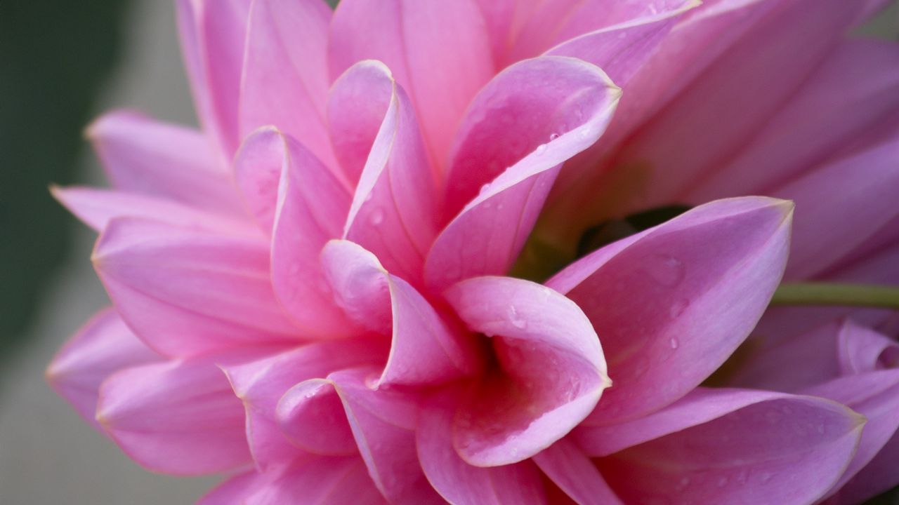 Обои георгина, цветок, лепестки, розовый, макро, капли