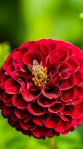 Превью обои георгина, цветок, пчела, красный, макро, цветение