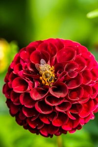 Превью обои георгина, цветок, пчела, красный, макро, цветение