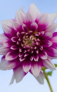 Превью обои георгина, цветок, стебель