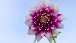 Превью обои георгина, цветок, стебель