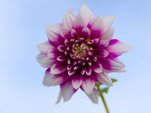 Превью обои георгина, цветок, стебель