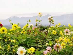 Превью обои георгины, цветы, клумба, горизонт, горы, небо