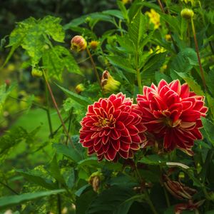 Превью обои георгины, цветы, растения, лепестки