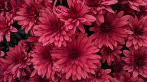 Превью обои георгины, цветы, розовый, цветение