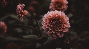 Превью обои георгины, цветы, розовый, растение