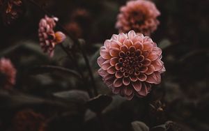 Превью обои георгины, цветы, розовый, растение