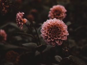 Превью обои георгины, цветы, розовый, растение