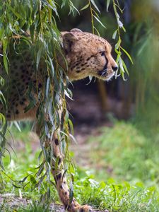 Превью обои гепард, больша кошка, хищник, животное, ветка, листья