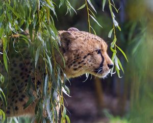 Превью обои гепард, больша кошка, хищник, животное, ветка, листья