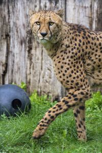 Превью обои гепард, больша кошка, хищник, животное, движение